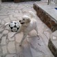 Jugando a la pelota
