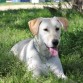 En el campo.
El padre de Eywa es labrador y la madre es labradora cruzada con pastor belga, pero mi niña es muy guapa.