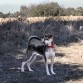 Jugando con ella en el campo a rastrear una pelota de olores y piñas jajaja.