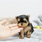 hermosos cachorros Yorkie para su aprobación.
por favor póngase en contacto conmigo para más detalles, mis cachorros son muy saludables, así en casa entrenados y bien con otros animales de la casa, puede enviarnos un correo electrónico o simplemente enviarnos un masaje de 
   (linda.berry2050@gmail.com))