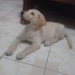 3 meses Duke