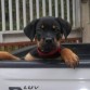 MI PRIMER PASEO EN EL CARRO DE PAPA ES SOLO PARA LA FOTO YO VOY ALANTE CON MAMA. 