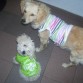 y de nuevo flopy y charly