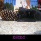 Keiko VS la Piña...jeje