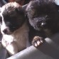 Miiis hermosos cachorritos C: