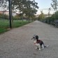 Parques para dar y tomar, bien cuidados y limpios, y donde además pueden pasear los perros... igualito que en Arganda...