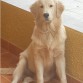 Mi perro