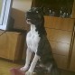 american staffordshire terrier.. 7 meses