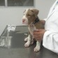 Primera visita al veterinario