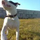 Bella en un día de juego en el parque, que musculos!!!