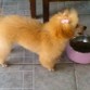 princess busca novio poodle con papeles pedigri