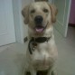 Champan (MACHO) LABRADOR RETRIVER.!! BUSCA NOVIA..!!!