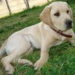 este es mi perro . "CAMPEÓN" TIENE 7 MESES. es super regalon . y a la ves algo destructor .. oka ..   Chileno 100%.  LABRADOR.