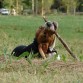 palillo para perros