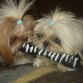 mis shih tzu, mis amores!!!!!