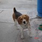 Soy Lou, soy un beagle con pedigree. Tengo soy un perrro joven y busco novia. SI te intereso contacta a mi dueno