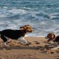 Fuet y Aiko en la playa