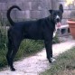 blacky padre de darkness