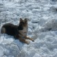 kuka con 4 meses posando en la nieve