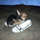 Paco en zapato de mi abuela, posando solo como el puede posar.... Traia sueño jaja