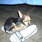 Paco en zapato de mi abuela, posando solo como el puede posar... Sigue con sueñitoo..