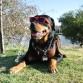 Cool #coolrottweilers