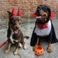 su primer halloween con su hermano mayor, Homero el rottweiler