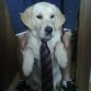 hachi de boda