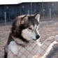 thor, muy urgente, está en condiciones lamentables, encerrado soportando temperaturas de 40 grados en Valdepeñas, el ayuntamiento quiere sacrificarlo
nº de movil es. 696 858 958
CONTACTO: mariad_c_t@hotmail.com