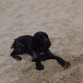 odie pasandoselo a lo grande en la playita