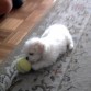 Jugando con la pelota de tenis