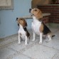 Matilda y Princesa poniendo cuidado porque les ibamos a dar una galleta.