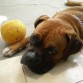 lio descansando despues de jugar con su pelota