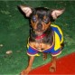 Rocky con la camiseta de la selección.