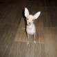 mi perro Chihuahua cabeza de venado tamaño mediano, mi perro no es pequeño