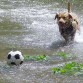 Linda es una totosa Deportista: 
su hobby es correr tras una pelota, todo el tiempo.
No importa donde vaya a parar el balon, ella siempre está dispuesta e rescatarlo.