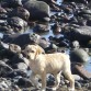 Simba en la playa .... recien salido del agua ... 