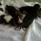 5 hermosos perritos, 2 hembras (blanco y negro) 3 machos negro predominante