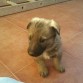 DE CACHORRO 1,5 MESES