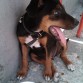 Quisiera saber que raza es mi perriita unos me dicen que parece doberman pero tiene colores blancos enlas patas i un poco en el pecho y nose que :S
