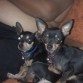 estos son mis dos chihuahuas 