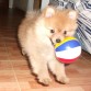 mi pelota preferida!!