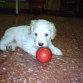 Vaquita siguiendo los pasos de su madre intentando jugar con la pelota.