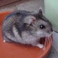 mi hamster es ruso i se llama xuxe aunk yo siempre le llamo cosita,,bonita....es mui linda i no muerde mucho solo muerde cuando le aces daño o se intenta defender de algo .

es mui mona***