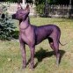 xoloitzcuintle