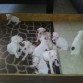 TENGO UNA CAMADA DE 10 CACHORROS BOXER BLANCOS 