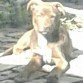 Bambi tomando el sol =D !