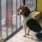 me llamo rocko y soy un beagle 
ingles.Soy un perro extremadamente 
soaciable y  jugeton.