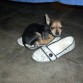 Paco en zapato de mi abuela, posando solo como el puede posar