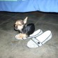 Paco en zapato de mi abuela, posando solo como el puede posar... Ya le enseñe a posar, ahi la lleva!